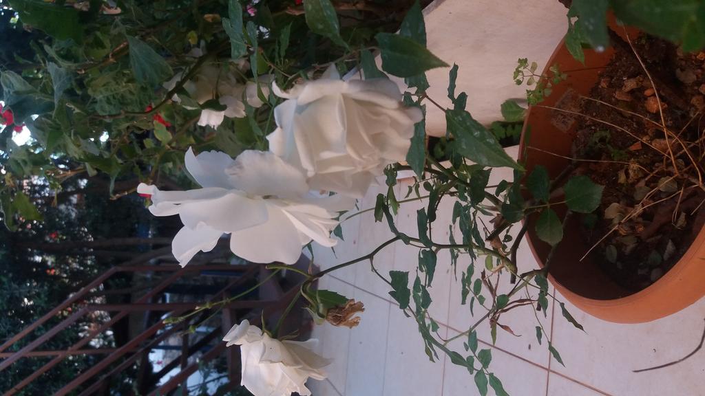 Likya Pansiyon كالينجاغيس المظهر الخارجي الصورة